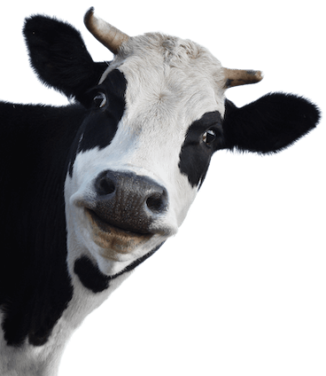 Fotka hlavy krávy